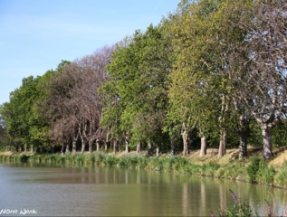 Platanes - Maladie du chancre coloré