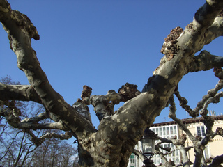 Platanus x hispanica taillé sévèrement