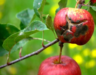 Tavelure et crevasse sur pomme