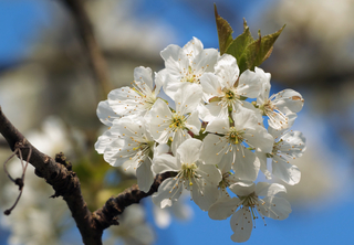 Prunus cerasus - Cerisier en fleurs