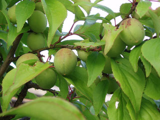 Prunus mume : feuillage et fruits