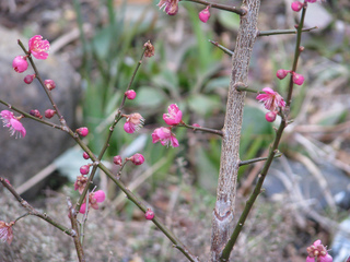 Prunus mume 'Beni chidori'