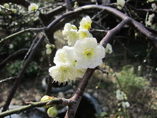 Prunus mume - Abricotier du Japon