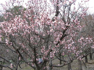 Prunus mume 'Koutoji'