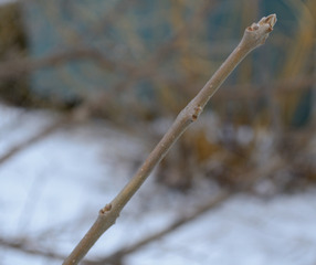 Rameau de cornouiller en hiver
