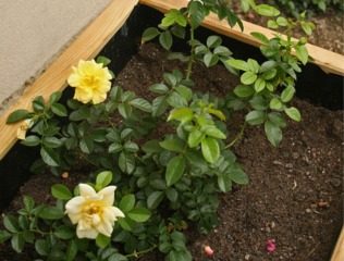 Decorosier 'Suneva'