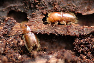 Scolytes (Ips typographus)