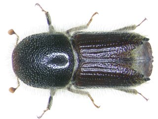 Ips typographus - Scolyte