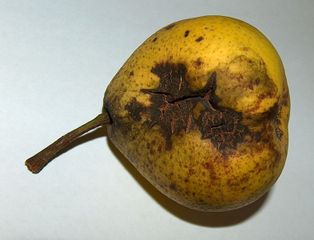 Tavelure sur poire