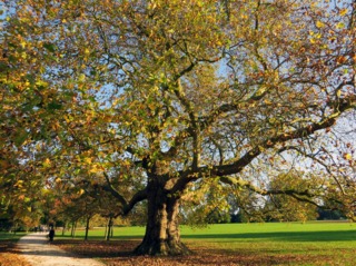 Vieux platane en automne dans un parc