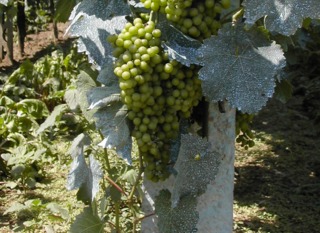 Vigne et raisins traités à la bouillie bordelaise