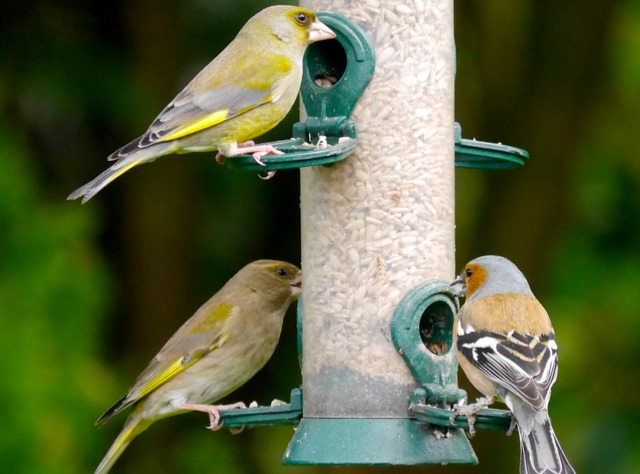 Les oiseaux du jardin : savoir les identifier, les observer Jardin Créatif Dhiver