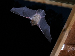 Chauve-souris en vol (pipistrelle)