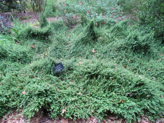 Euonymus fortunei 'Kewensis' - Fusain tapissant