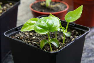 Semis de Fatsia japonica