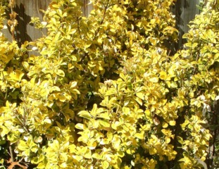 Euonymus fortunei 'Emerald'n Gold'