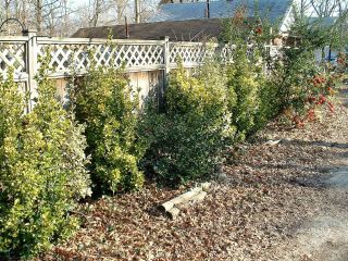 Haie de fusains persistants (Euonymus fortunei)