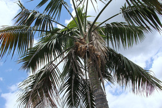 Howea forsteriana (Kentia) dans son milieu naturel
