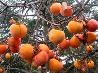 Fruits du plaqueminier (kaki) en hiver
