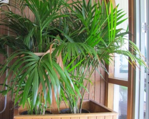 Kentia - Howea belmoreana