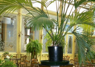 Kentia - Howea belmoreana