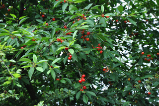 Merises (cerises sauvages) - Prunus avium