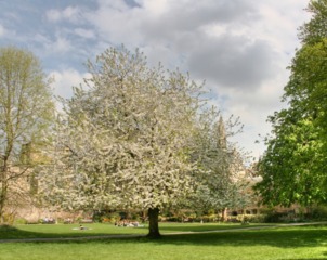 Merisier - Prunus avium 'Plena'