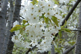 Prunus avium (Merisier) - Fleurs et écorce