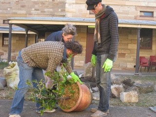 Plantation d'un cambava en pleine terre