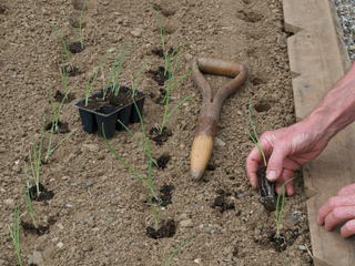 Plantation d'oignons en minimottes