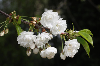 Prunus avium 'Plena' - Merisier à fleurs doubles