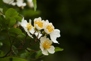 Rosa multiflora