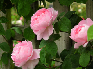 Rose 'Constance Spry'
