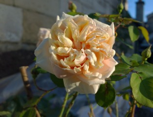 Rose 'Gloire de Dijon'