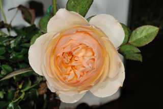Rose 'Jude the Obscure'