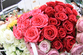 Roses de fleuriste