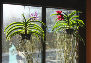 Orchidées Vanda en suspension devant une fenêtre