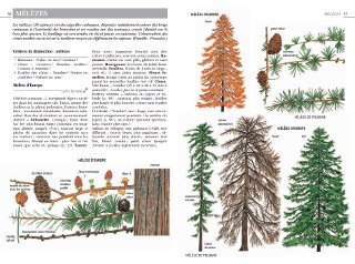 Guide Delachaux des arbres de France