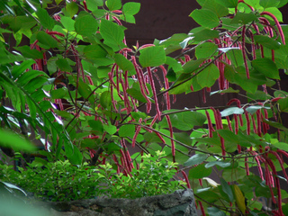 Acalypha hispida, ou queue de rat