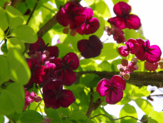 Akebia quinata