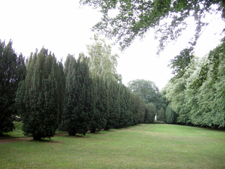 Alignement d'ifs dans un parc