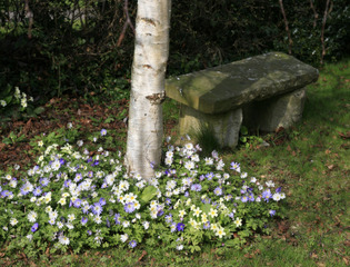 Anemone blanda au pied d'un arbre