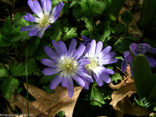 Anémone de Grèce, Anemone blanda