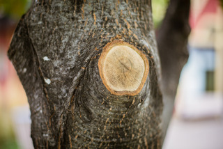 Arbre fraîchement élagué
