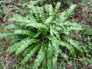 Fougère scolopendre, Asplenium scolopendrium