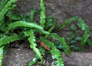 Asplenium scolopendrium 'Angustatum'