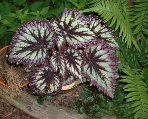 Begonia rex 'Fireworks'