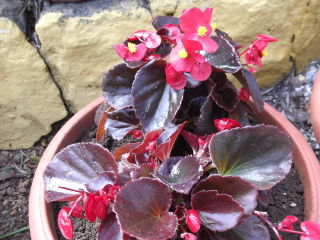 Begonia semperflorens 'Red Pearl'