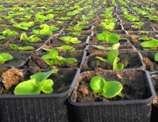 Jeunes plants de Bégonia semperflorens
