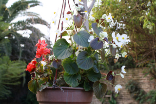 Suspension de bégonias semperflorens